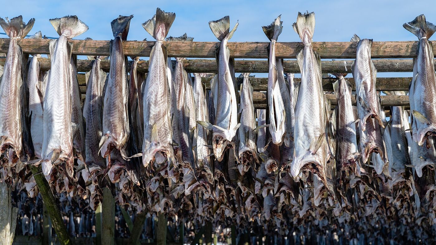 Stockfish drying in Henningsvær